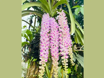 orchid varieties of northeast india  a living treasure of biodiversity
