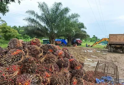 nagaland govt to consult on oil palm policy after concerns raised