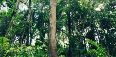 assam  digboi forest division  bereft  of rangers