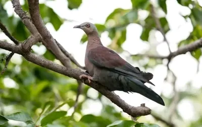 rare pale capped pigeon sighted in assam s dehing patkai national park