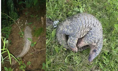 manipur  endangered pangolin rescued and released in senapati