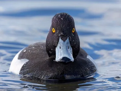 manipur  tufted pochard re sighted after 4 decades