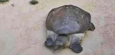 two held for smuggling tortoises at tripura mizoram border