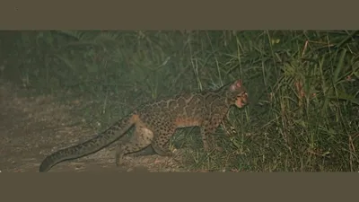 assam  camera traps capture first ever marbled cat sighting in kakoi reserve forest