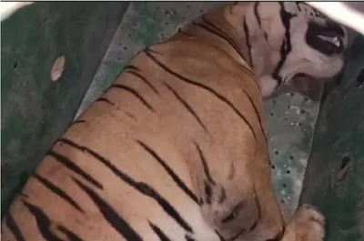 ntca sop breached in assam tiger capture  leading to tragic death  activists