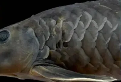 new fish species  garra nambashiensis  spotted in manipur s taretlok river