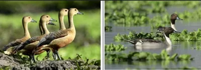 manipur  over 30 species of migratory birds sighted at lamphelpat wetland in imphal