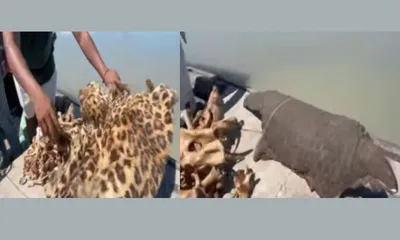 assam  wildlife trafficker arrested  leopard and pangolin parts seized