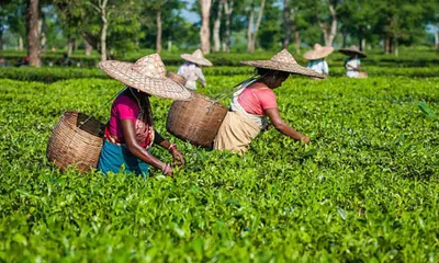tai urges crackdown on duty free tea imports amid market distortion fears