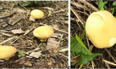 arunachal  rare yellow puffball mushroom found in longding forests