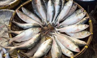 durga puja beckons  bangladeshi hilsa reaches tripura