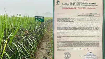 assam agricultural university registers labanya rice for global market