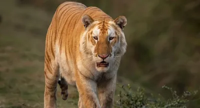 assam  rare golden tiger resurfaces in kaziranga  unlocking genetic secrets