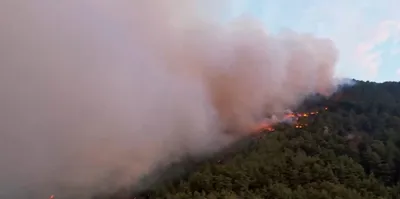 877 sq km of manipur’s forest cover destroyed for poppy cultivation  cm