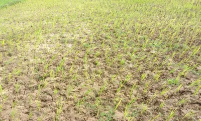 assam issues executive order to tackle emerging drought conditions