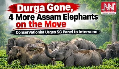 assam conservationist urges sc panel to halt transfer of 5 elephants to tamil nadu