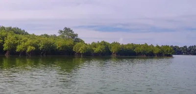 rising tides  rooted solutions