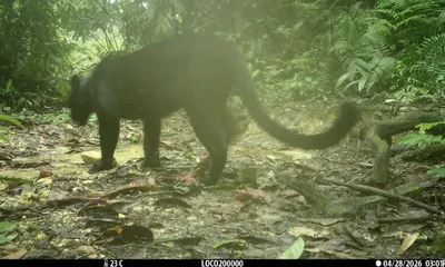 assam records first ever black panther sighting in dulung reserve forest