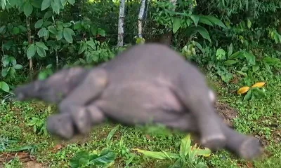 assam  seven year old wild elephant found dead near nampathar reserved forest  electrocution suspected