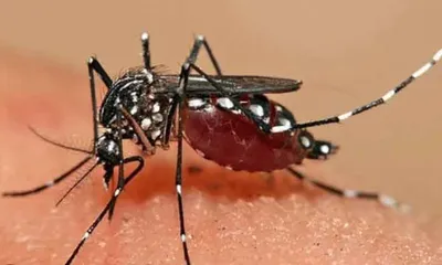 manipur  dengue cases see rise  one death reported