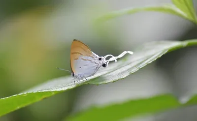 arunachal  96 butterfly species  including rare varieties  documented in siang valley