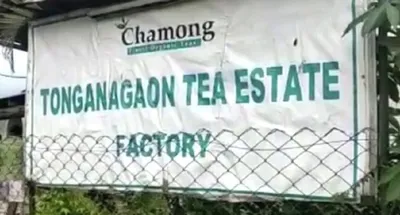 assam  tonganagaon tea estate deaths not related to cholera  says tinsukia dc