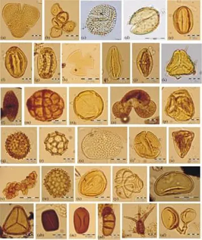 assam  new research uses pollen to track climate   vegetation changes in kaziranga