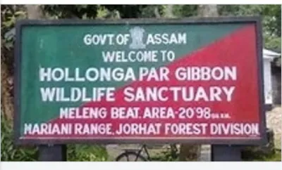 vedanta s drilling threatens assam s last gibbon haven  experts raise alarm