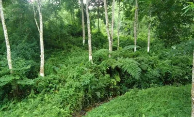 arunachal  itanagar dc cancels lpcs in wildlife sanctuary and reserve forest areas