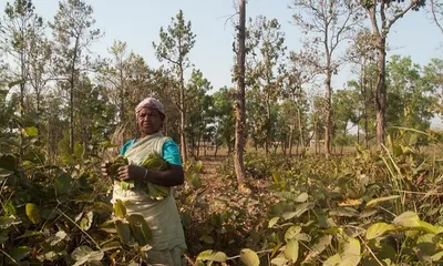 uttarakhand  nagaland  tripura to pilot community led forest management project