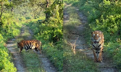 assam  royal bengal tiger sighted at manas national park