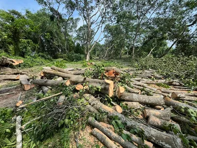 assam  two miscreants nabbed for illegally cutting trees in bajali