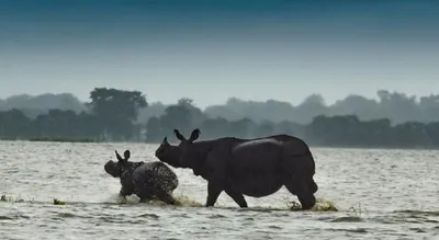 assam  kaziranga national park prepares for flood season with wildlife rescue efforts