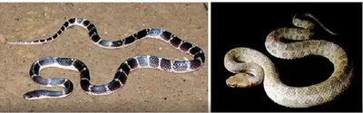 two new venomous snakes spotted in arunachal and nagaland