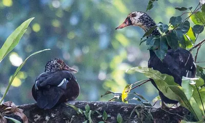 assam  activist warns oil exploration threatens state bird in dihing patkai