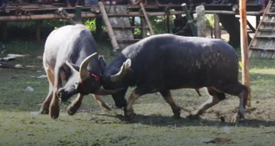 bhogali bihu 2024  assam government issues sops for buffalo fights