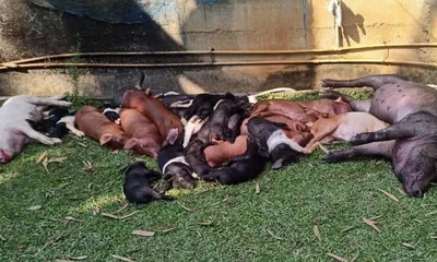 assam  western lakhimpur becomes asf hotspot  hundreds of pigs culled