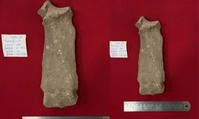 rhino in neolithic tamil nadu  rare molapalayam find points to wider prehistoric networks