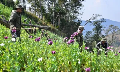 stop poppy cultivation  manipur government sends stringent directive