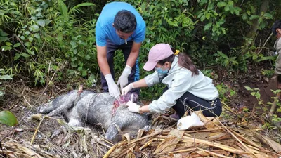 mizoram loses rs 114 64 crore due to african swine fever in 2025