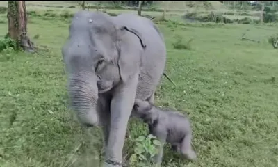assam  elephant calf rescued by brave foresters at manas national park 