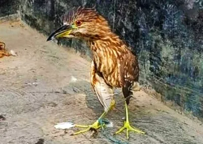 manipur  nbbc identifies tagging site of a migratory bird found in imphal
