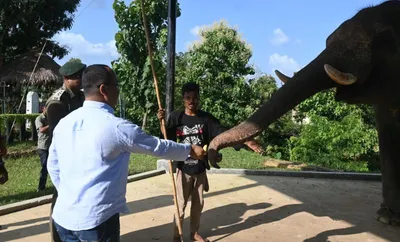 tripura to launch first ever elephant safari by august 15