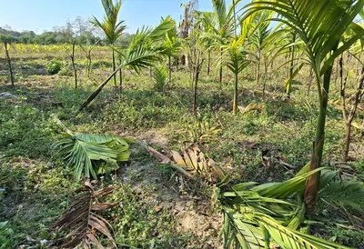 arunachal  wild jumbos create havoc in cultivation site