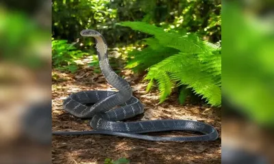 king cobra sightings rise in assam’s kaziranga area amid habitat loss