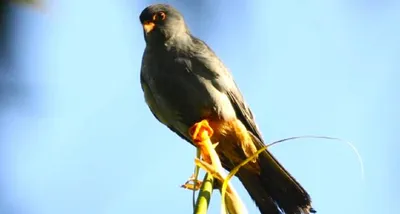 manipur bans hunting  trade of amur falcons