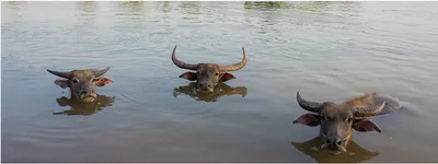 the love for momos in nepal is threatening endangered wild water buffaloes