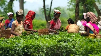 assam tea garden workers to get free healthcare through mobile medical units